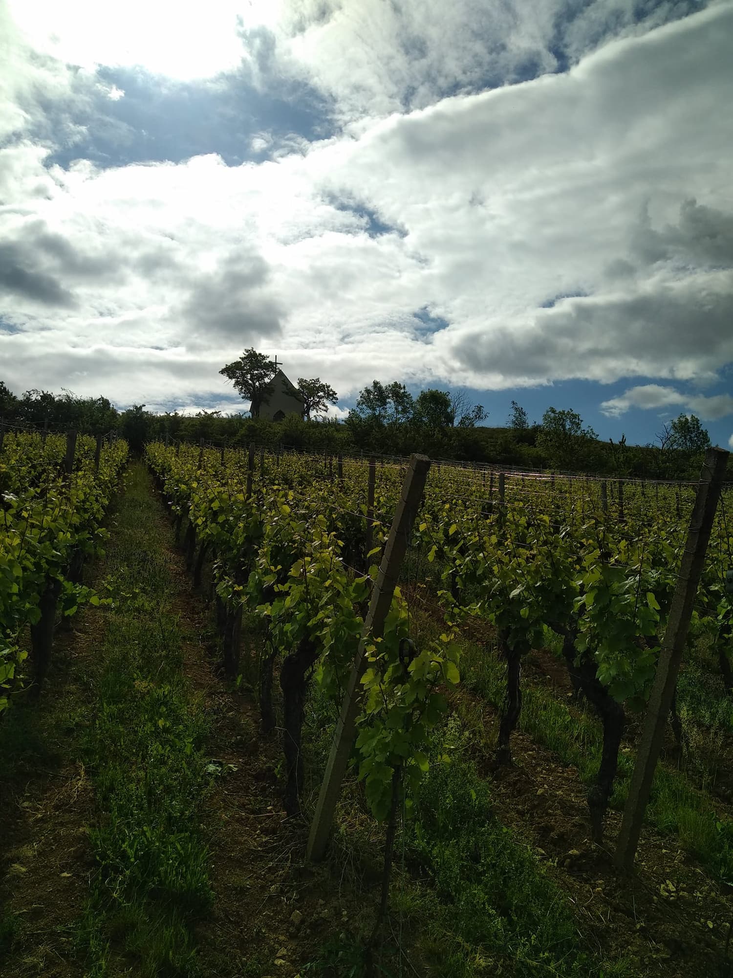 7_CEPAGES_ALSACE1 | Domaine Albrecht Ernst René et fils Les 7 cépages d’Alsace – La signature bio du domaine Albrecht Ernst René et fils à Orschwihr près de Colmar Rixheim 0