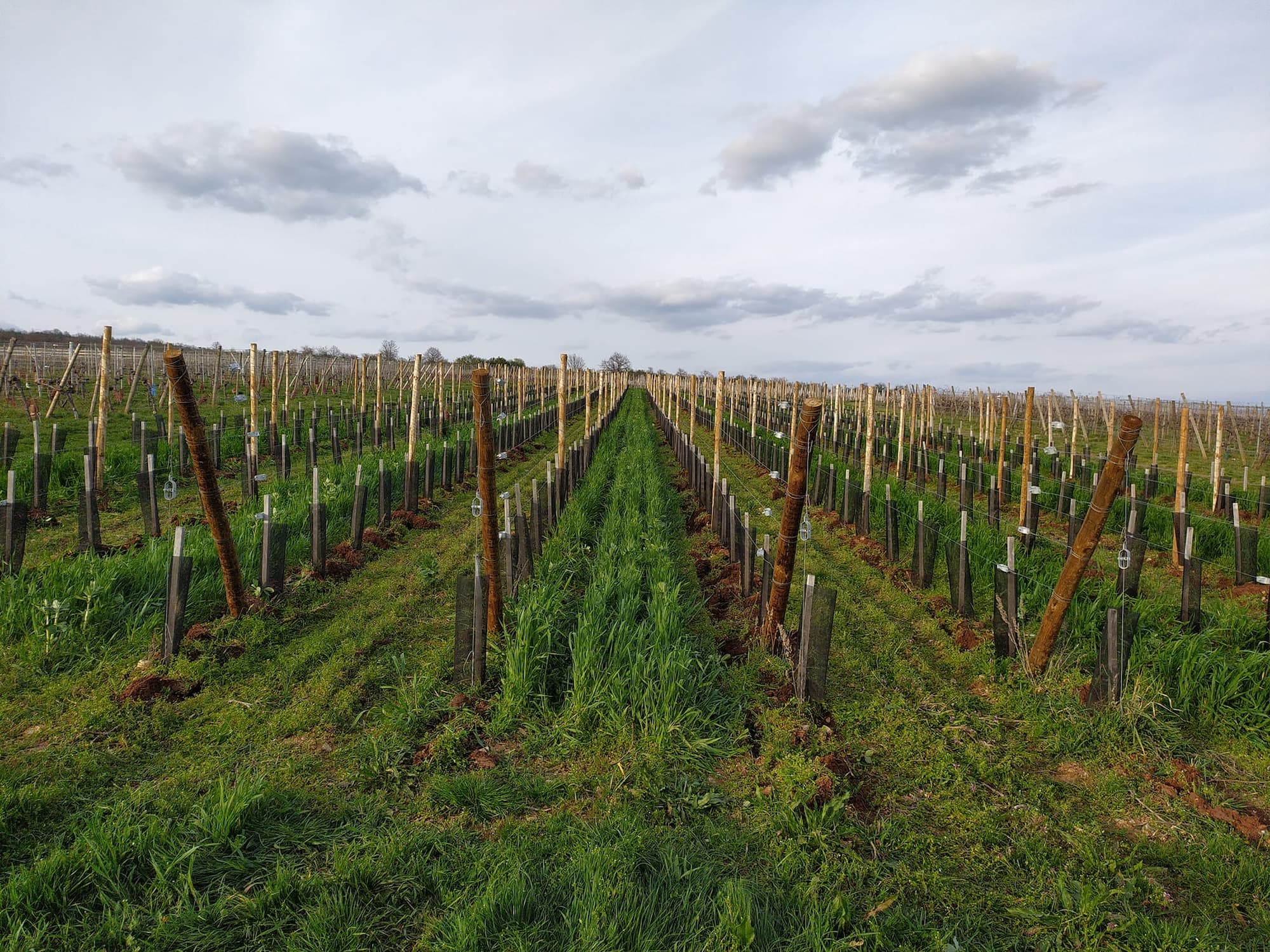 7_CEPAGES_ALSACE2 | Domaine Albrecht Ernst René et fils Les 7 cépages d’Alsace – La signature bio du domaine Albrecht Ernst René et fils à Orschwihr près de Colmar Illzach 1