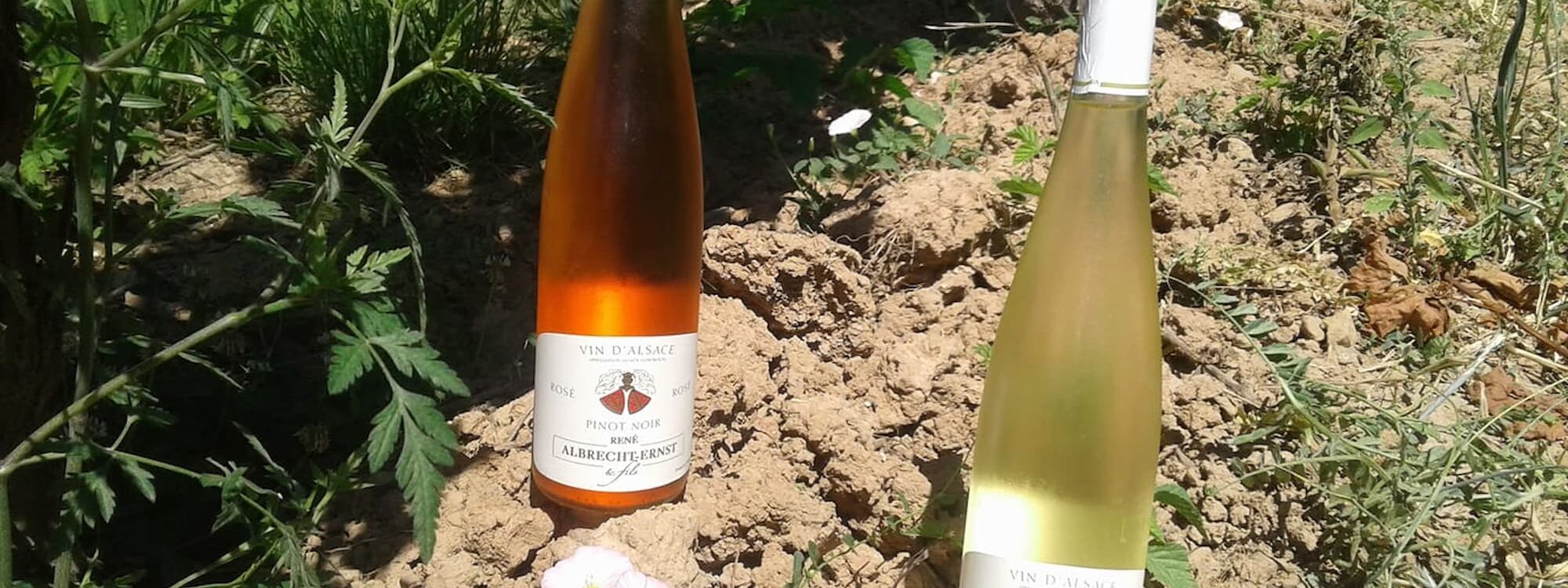 4 mythes tenaces sur le vin BIO… démêlés par un vigneron Wittenheim