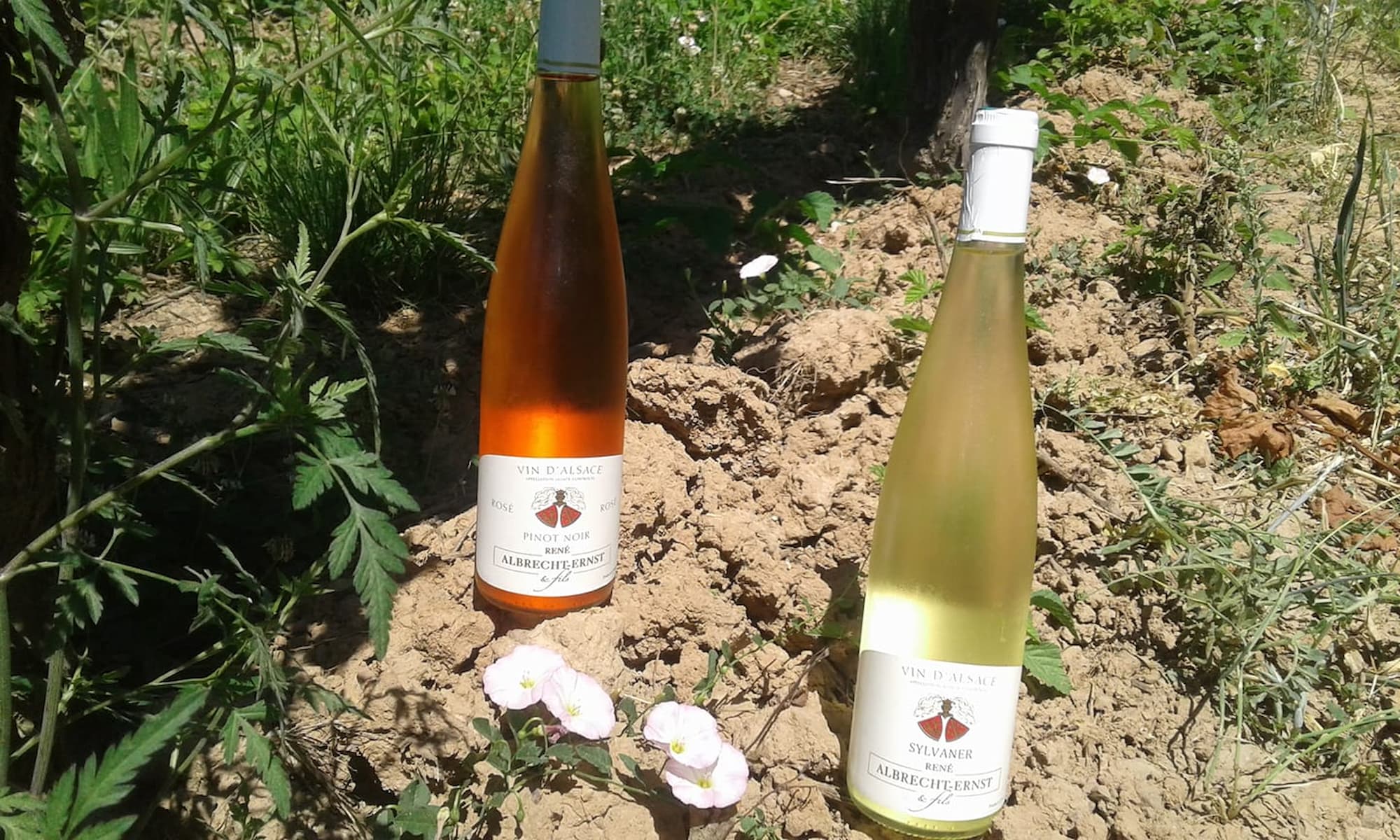 7_CEPAGES_ALSACE3 | Domaine Albrecht Ernst René et fils Les 7 cépages d’Alsace – La signature bio du domaine Albrecht Ernst René et fils à Orschwihr près de Colmar Mulhouse 2