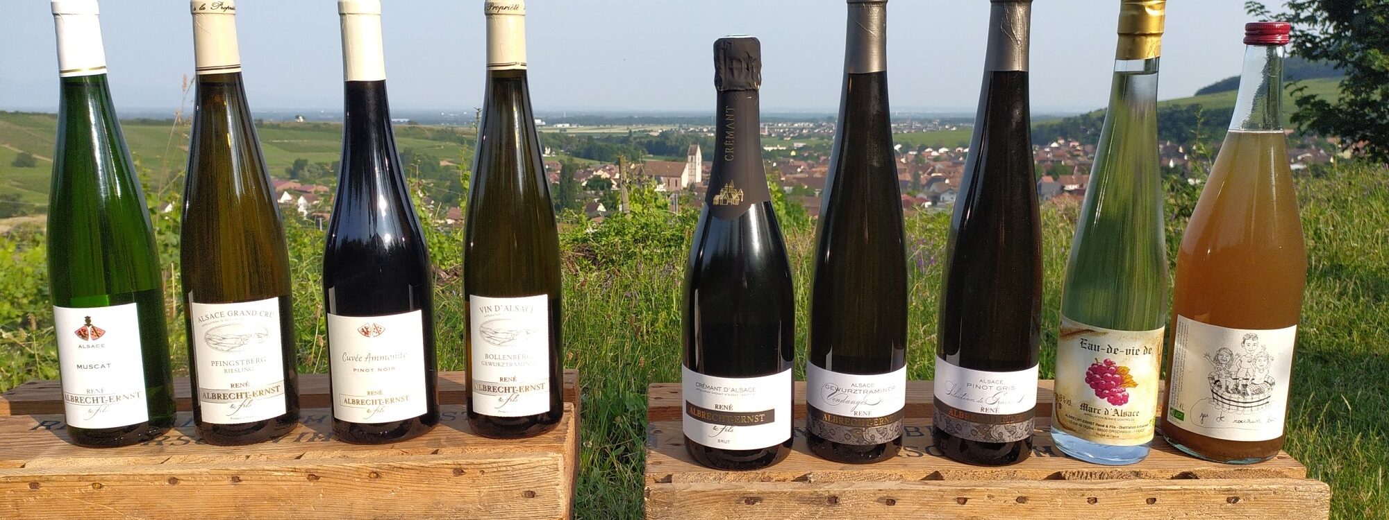 Riesling Tradition Millésime 2023  &#8211; Obtention de la médaille d&#8217;or au concours de Colmar en 2024  Riedisheim