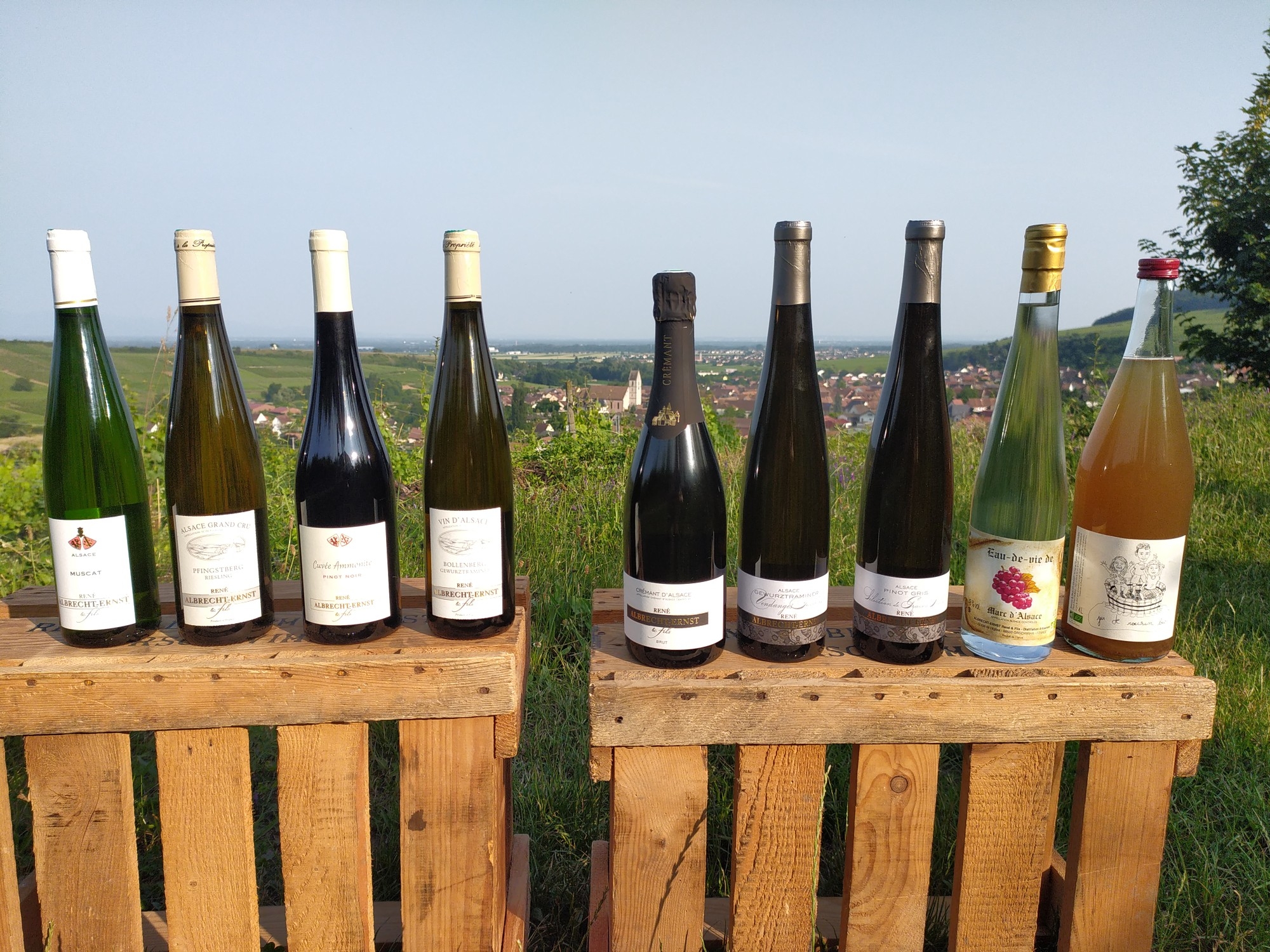 Riesling Tradition Millésime 2023  &#8211; Obtention de la médaille d&#8217;or au concours de Colmar en 2024  Riedisheim