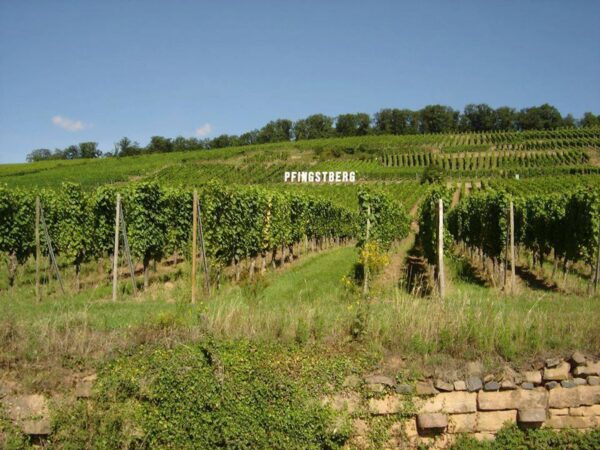 BOLLENBERG_PFINGSTBERG_TERROIRS1 600X450 | Domaine Albrecht Ernst René et fils Bollenberg & Pfingstberg : Deux terroirs emblématiques au cœur d’Orschwihr proche de Guebwiller Wittelsheim 2
