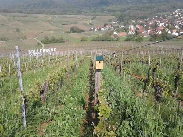 BOLLENBERG_PFINGSTBERG_TERROIRS2 600X450 | Domaine Albrecht Ernst René et fils Bollenberg & Pfingstberg : Deux terroirs emblématiques au cœur d’Orschwihr proche de Guebwiller Kingersheim 1
