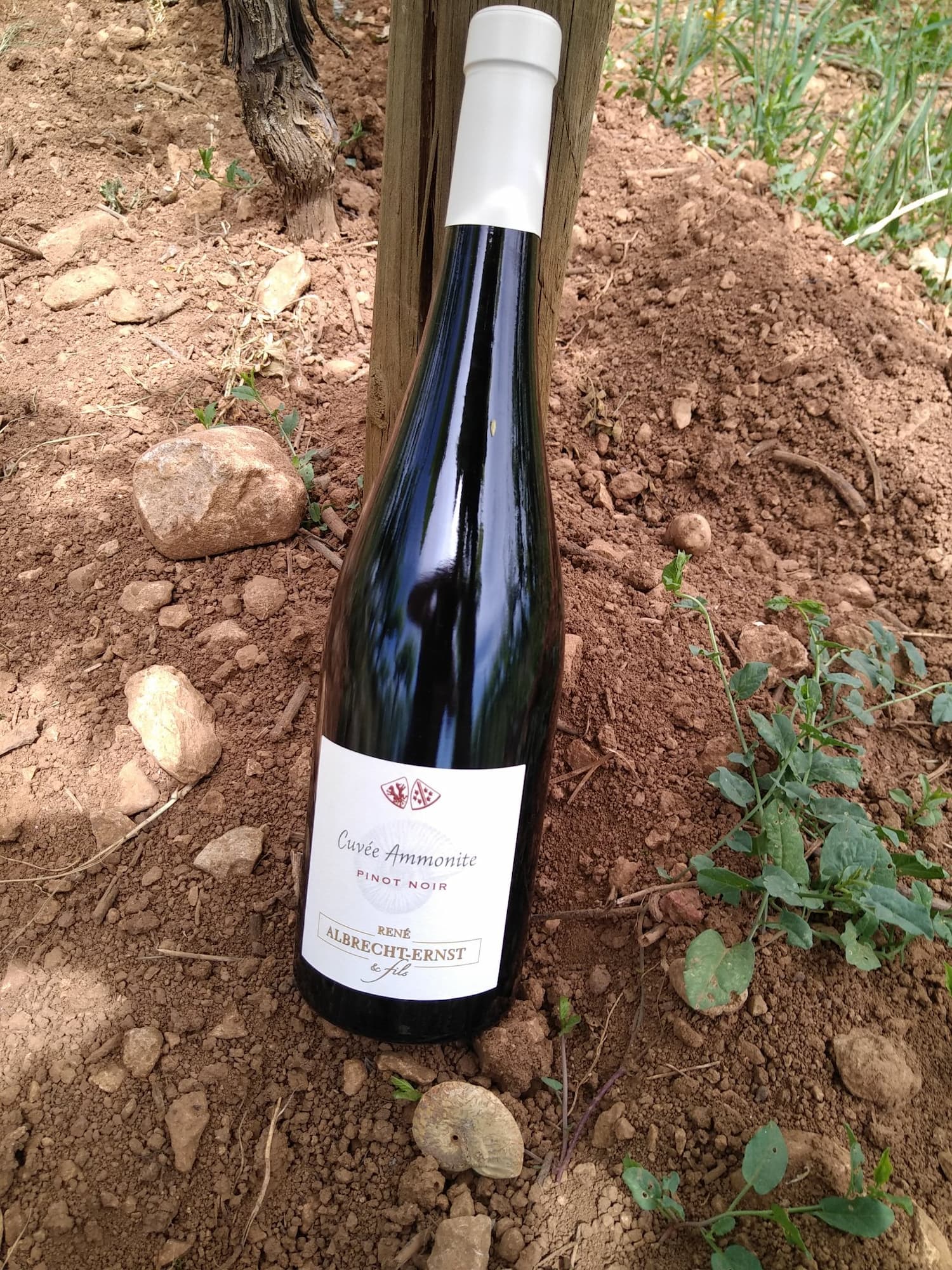 BOLLENBERG_PFINGSTBERG_TERROIRS3 | Domaine Albrecht Ernst René et fils Bollenberg & Pfingstberg : Deux terroirs emblématiques au cœur d’Orschwihr proche de Guebwiller Cernay 0