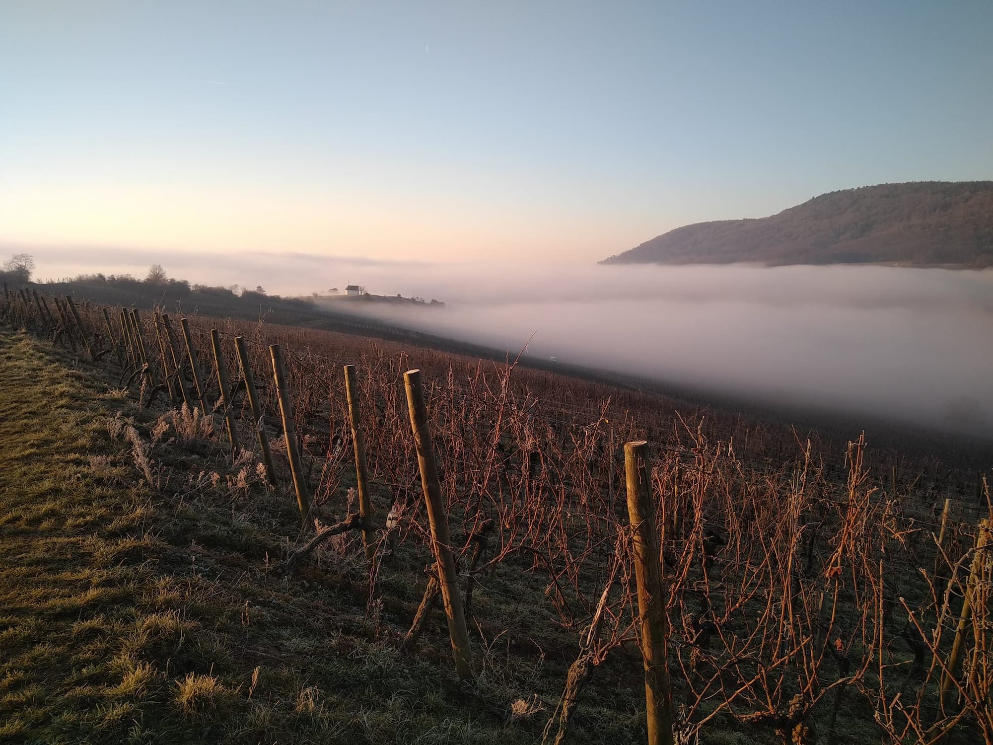 BOLLENBERG_PFINGSTBERG_TERROIRS4 | Domaine Albrecht Ernst René et fils Bollenberg & Pfingstberg : Deux terroirs emblématiques au cœur d’Orschwihr proche de Guebwiller Riedisheim 4
