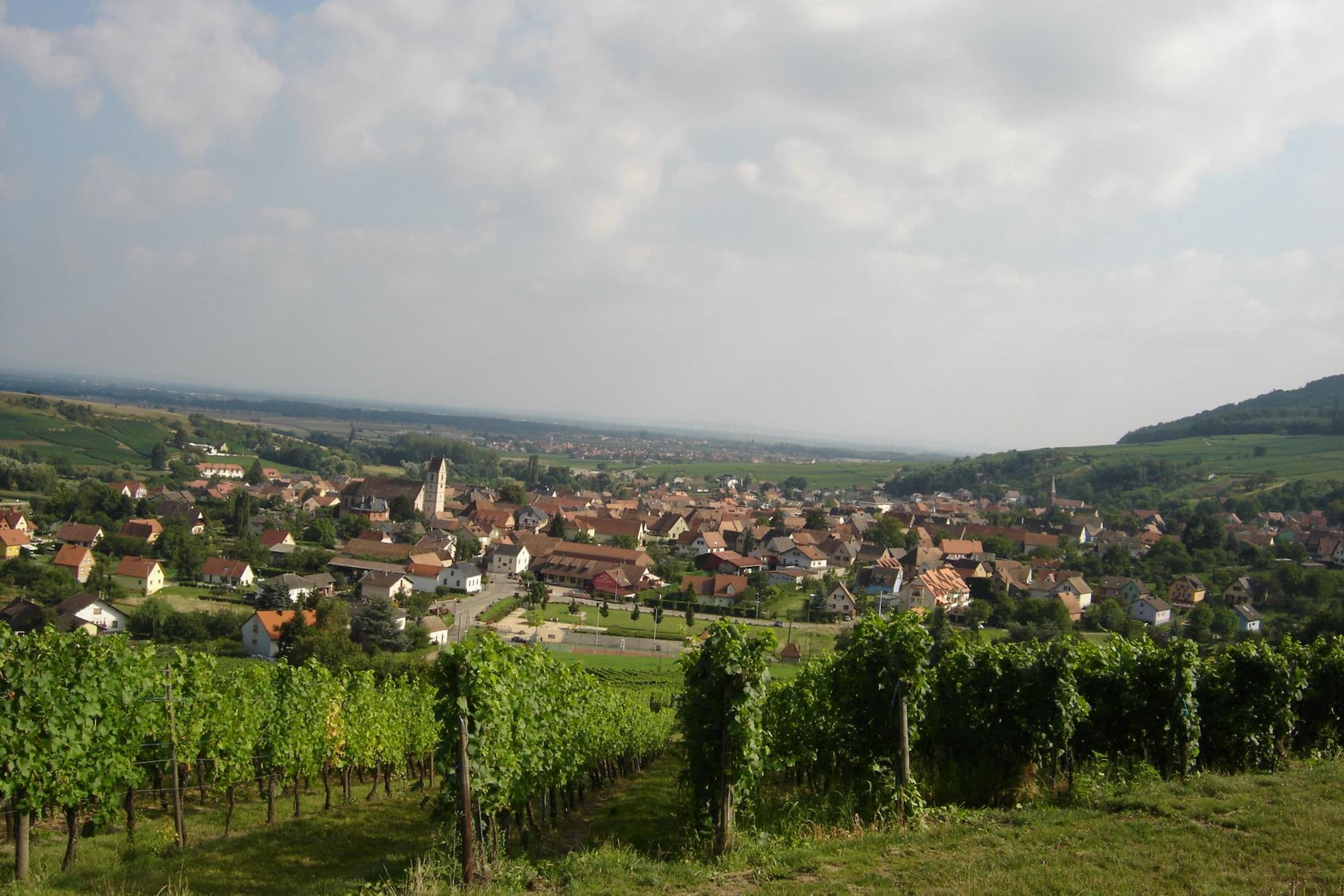 BOLLENBERG_PFINGSTBERG_TERROIRS5 | Domaine Albrecht Ernst René et fils Bollenberg & Pfingstberg : Deux terroirs emblématiques au cœur d’Orschwihr proche de Guebwiller Illzach 3