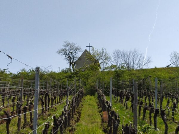 DOMAINE_ALBRECHT_ERNST_FILS_HISTOIRE2 600X450 | Domaine Albrecht Ernst René et fils Une histoire de famille, de vignes et de convictions – Le Domaine Albrecht Ernst René et fils à Orschwihr près de Colmar Cernay 1