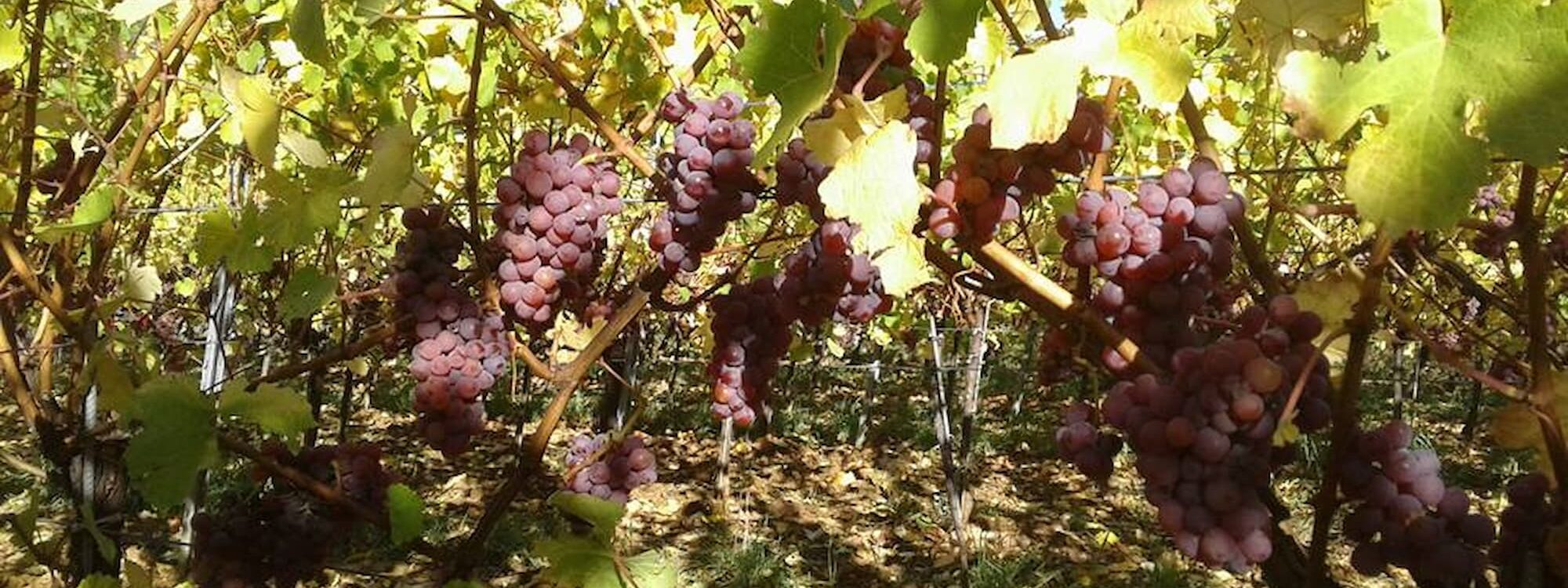 Quel impact le climat alsacien a-t-il sur le raisin en viticulture BIO ? G&eacute;rardmer