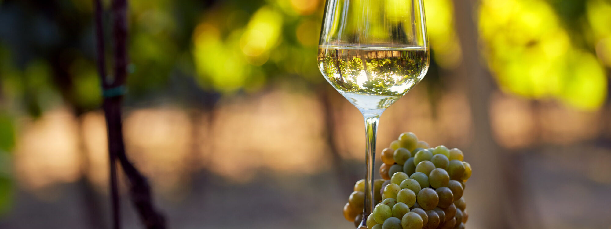 Le Cr&eacute;mant d&rsquo;Alsace : pourquoi s&eacute;duit-il de plus en plus les jeunes ? Cernay