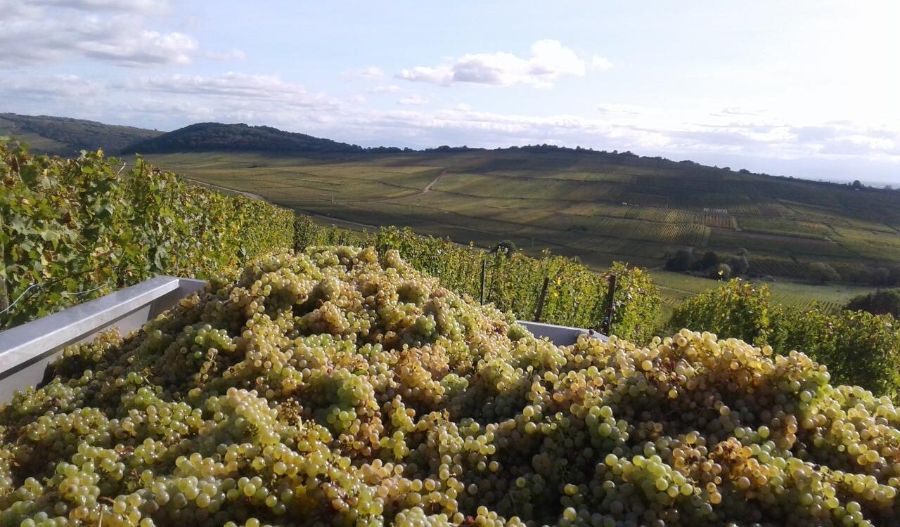 Sylvaner d&rsquo;Alsace : pourquoi ce c&eacute;page discret revient sur le devant de la sc&egrave;ne ? Wittelsheim