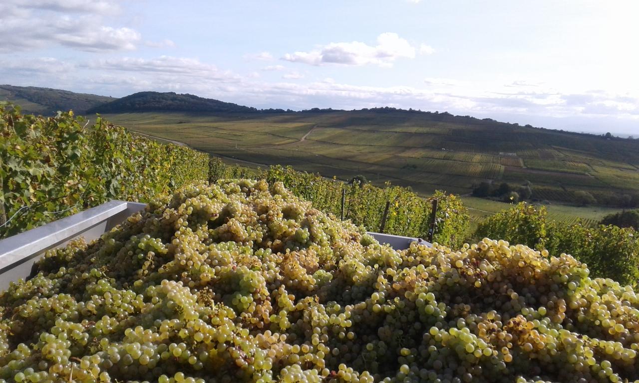 Des vins pour chaque moment, une signature unique Gérardmer