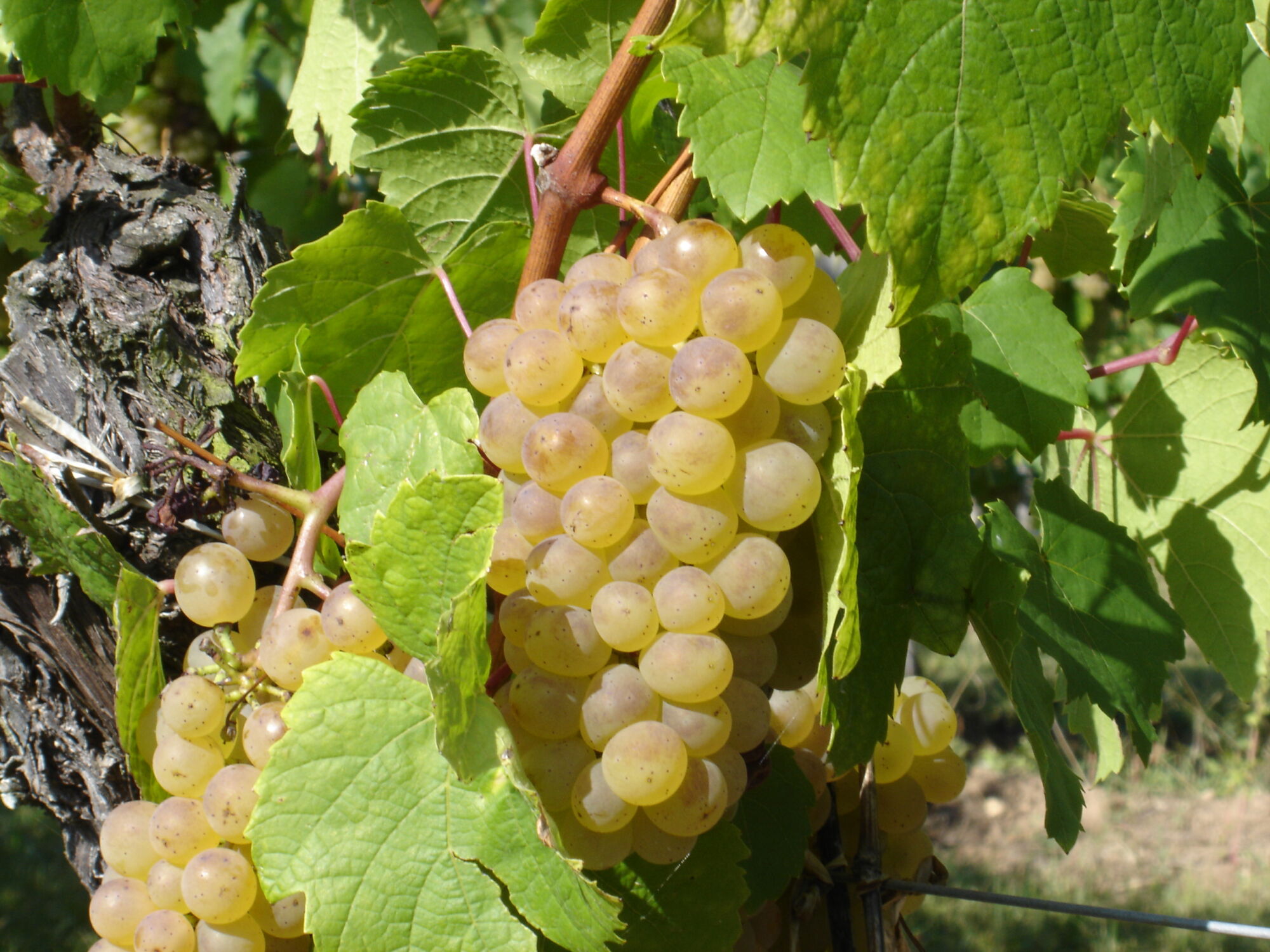 La richesse des cépages d’Alsace, cultivés avec précision Kingersheim