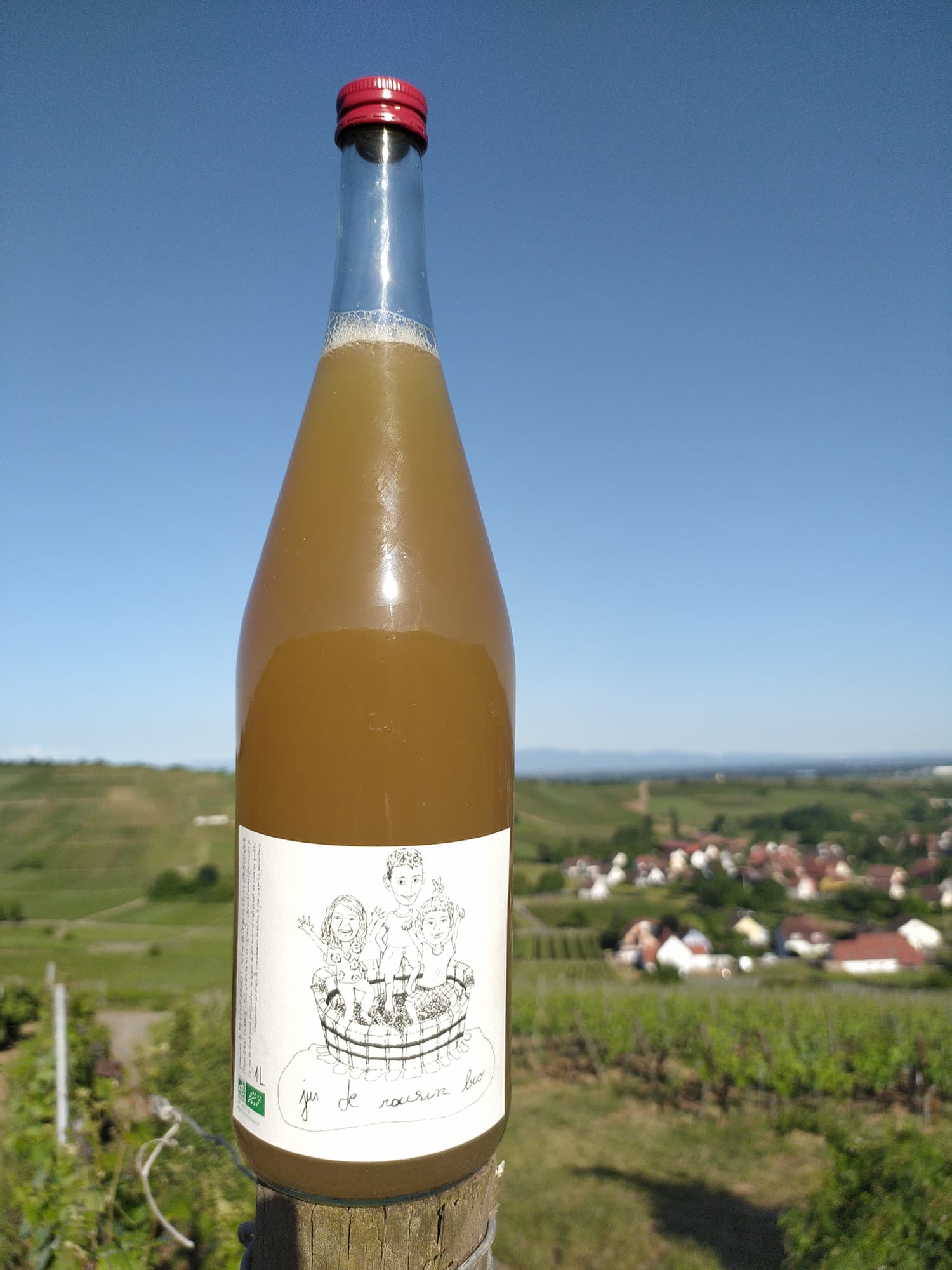 VINS_ALSACE_BIOLOGIQUE10 | Domaine Albrecht Ernst René et fils Vins d’Alsace biologiques – Grands Crus, terroirs d’exception et cuvées médaillées à Orschwihr près de Rouffach Rixheim 7