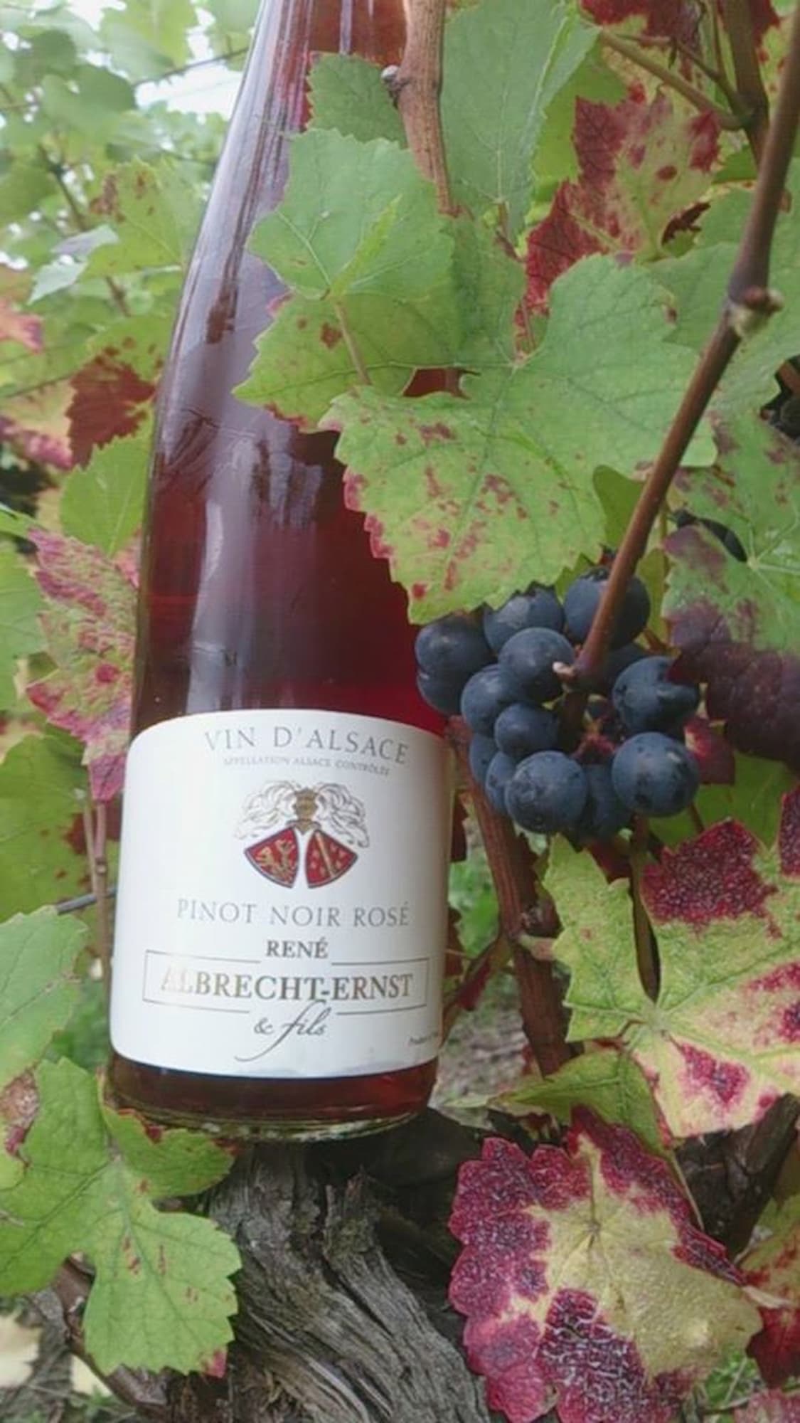 VINS_ALSACE_BIOLOGIQUE9 | Domaine Albrecht Ernst René et fils Vins d’Alsace biologiques – Grands Crus, terroirs d’exception et cuvées médaillées à Orschwihr près de Rouffach Kingersheim 9